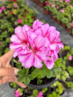 Çilekli Vanilya Sakız Sardunya (Pelargonium peltatum)