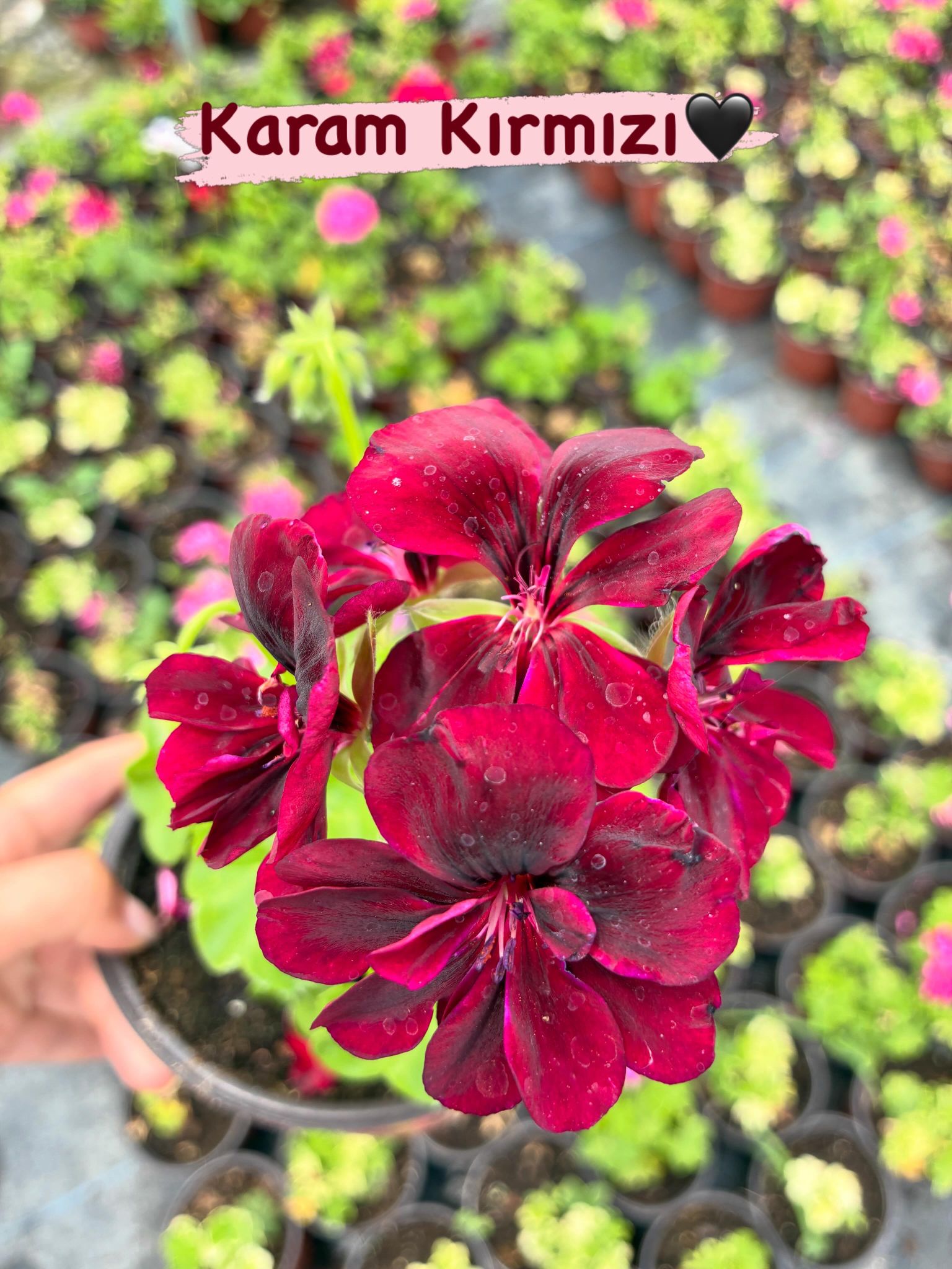 WhatsApp Image 2026-06-16 at 18.04.35 (1) 8’li Full Sakız Sardunya Seti (Pelargonium peltatum) - Görsel 1