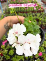 8’li Full Sakız Sardunya Seti (Pelargonium peltatum) - Görsel 4
