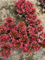 2’li Koyu Yapraklı Şeker Begonya Seti (Begonia Semperflorens) - Görsel 3