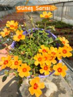 Semiz Çiçeği Askılı Saksıda 5 li set (Portulaca grandiflora) - Görsel 3
