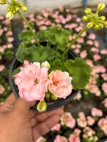 Rosebud Astrid Gül Sardunya (Pelargonium zonale )