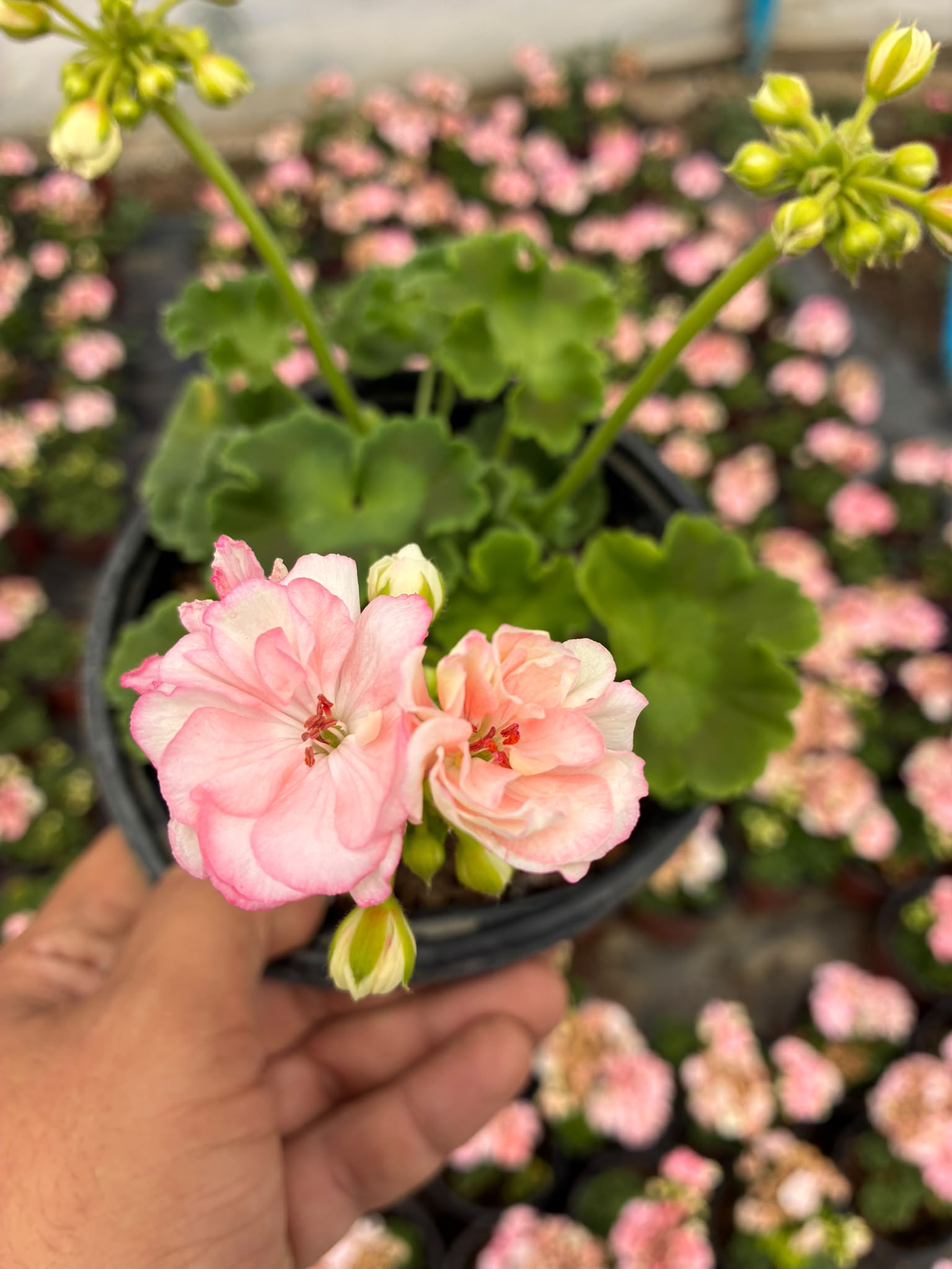 d9b3ff48-8383-4f35-8053-3086d327fc0c Rosebud Astrid Gül Sardunya (Pelargonium zonale ) - Görsel 1