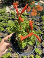 İkili Acem Borusu Seti (Campsis radicans) - Görsel 2