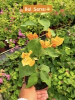7 li mini sarmaşık begonvil seti (Bougainvillea) - Görsel 2