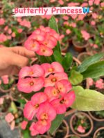 11’li Dikenler Tacı Seti (Euphorbia milii) - Görsel 5