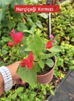 7 li mini sarmaşık begonvil seti (Bougainvillea) - Görsel 7