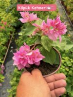 7 li mini sarmaşık begonvil seti (Bougainvillea) - Görsel 3