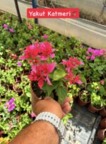 7 li mini sarmaşık begonvil seti (Bougainvillea) - Görsel 4