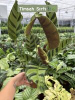 Timsah Sırtı Dua Çiçeği (Calathea)