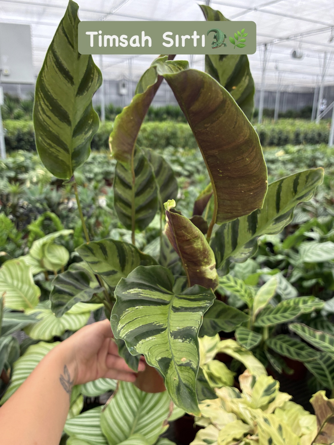 0D4E6891-8FD2-462E-A417-B7E040341571 Timsah Sırtı Dua Çiçeği (Calathea) - Görsel 1