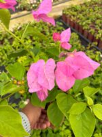 Köpük Pembesi Mini Sarmaşık Begonvil (Bougainvillea) - Görsel 2