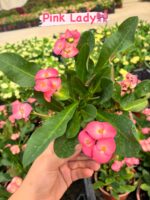 11’li Dikenler Tacı Seti (Euphorbia milii) - Görsel 8