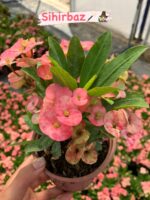 11’li Dikenler Tacı Seti (Euphorbia milii) - Görsel 3