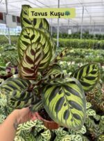 Tavuskuşu Dua Çiçeği (Calathea) - Görsel 2