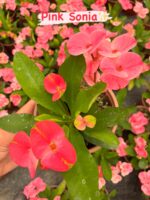 11’li Dikenler Tacı Seti (Euphorbia milii) - Görsel 6