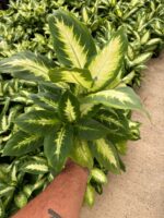 Difenbahya Camilla (Dieffenbachia seguine ‘Camille’) - Görsel 3