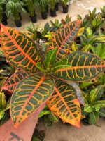 Kraton Bitkisi (Codiaeum variegatum) - Görsel 3