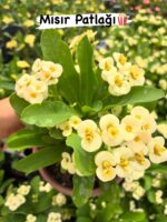 11’li Dikenler Tacı Seti (Euphorbia milii) - Görsel 10