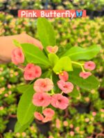 11’li Dikenler Tacı Seti (Euphorbia milii) - Görsel 2