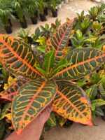 Kraton Bitkisi (Codiaeum variegatum)