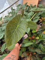 Alakozya Fil Kulağı (Alocasia ‘Regal Shields’) - Görsel 4