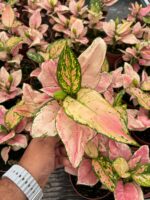 Aglaonema (Aglaonema) - Görsel 4