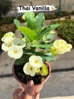 11’li Dikenler Tacı Seti (Euphorbia milii)