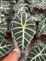 Alocasia Polly (Alocasia × amazonica ‘Poly’)