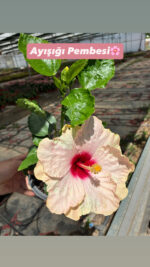 Ayışığı Pembesi Japon Gülü (Hibiscus × rosa-sinensis) - Görsel 3