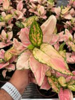 Aglaonema (Aglaonema)