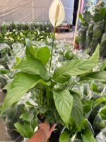 Barış Çiçeği (Spathiphyllum wallisii) - Görsel 3