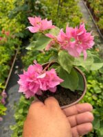 Köpük Katmeri Mini Sarmaşık Begonvil (Bougainvillea)