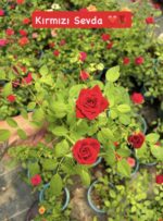 Kırmızı Sevda Saksıda Gül (Rosa) - Görsel 2