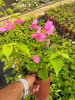 Köpük Pembesi Mini Sarmaşık Begonvil (Bougainvillea)