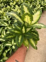 Difenbahya Camilla (Dieffenbachia seguine ‘Camille’) - Görsel 5