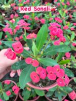 11’li Dikenler Tacı Seti (Euphorbia milii) - Görsel 7