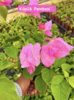 7 li mini sarmaşık begonvil seti (Bougainvillea) - Görsel 6