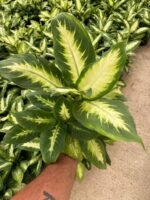 Difenbahya Camilla (Dieffenbachia seguine ‘Camille’) - Görsel 4