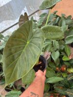 Alakozya Fil Kulağı (Alocasia ‘Regal Shields’) - Görsel 6