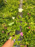 Saf Beyaz Mini Sarmaşık Begonvil (Bougainvillea)