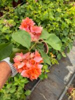 Mercan Katmeri Mini Sarmaşık Begonvil (Bougainvillea) - Görsel 4