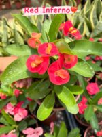 11’li Dikenler Tacı Seti (Euphorbia milii) - Görsel 4