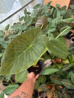 Alakozya Fil Kulağı (Alocasia ‘Regal Shields’) - Görsel 2