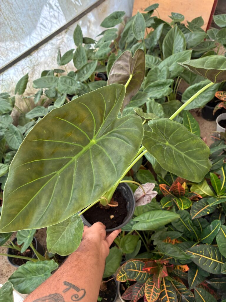 Elde tutulan Alocasia saksısı ve belirgin damarlı yaprakları