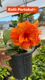 4’lü Japon Gülü Seti (Hibiscus × rosa-sinensis)