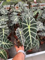 Alocasia Polly (Alocasia × amazonica ‘Poly’) - Görsel 3