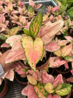 Aglaonema (Aglaonema) - Görsel 3