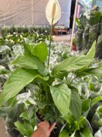 Barış Çiçeği (Spathiphyllum wallisii) - Görsel 2
