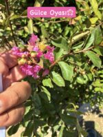 3’lü Oya Çalısı Seti (Lagerstroemia indica) - Görsel 3